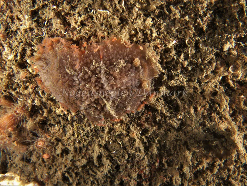 Tritonia hombergii - Malene Slotø (Vrag) - Foto: Kenneth Krull