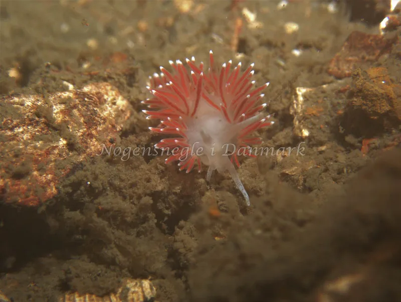 Microchlamylla gracilis - Malene Slotø (Vrag) - Foto: Kenneth Krull