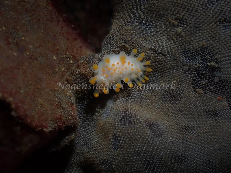Limacia clavigera - Malene Slotø (Vrag) - Foto: Kenneth Krull