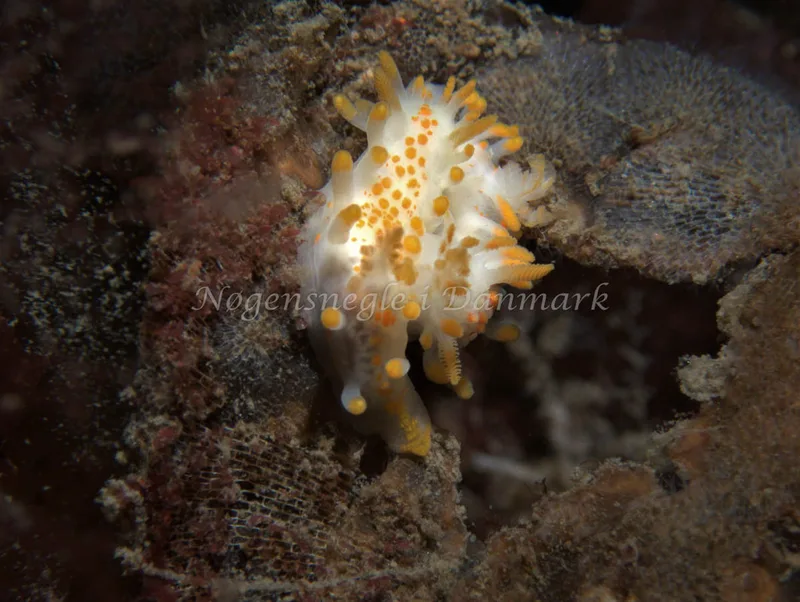 Limacia clavigera - Malene Slotø (Vrag) - Foto: Kenneth Krull