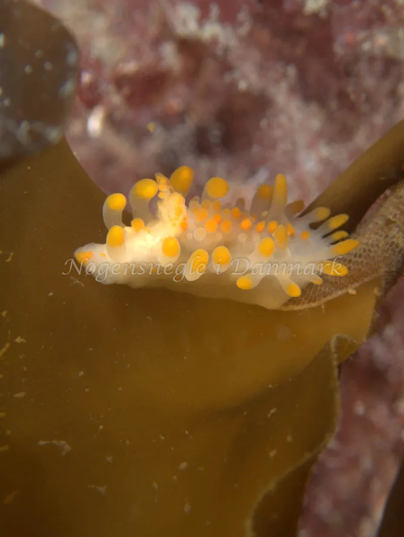 Limacia clavigera - Malene Slotø (Vrag) - Foto: Kenneth Krull