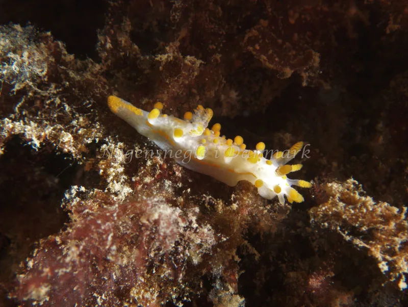 Limacia clavigera - Malene Slotø (Vrag) - Foto: Kenneth Krull