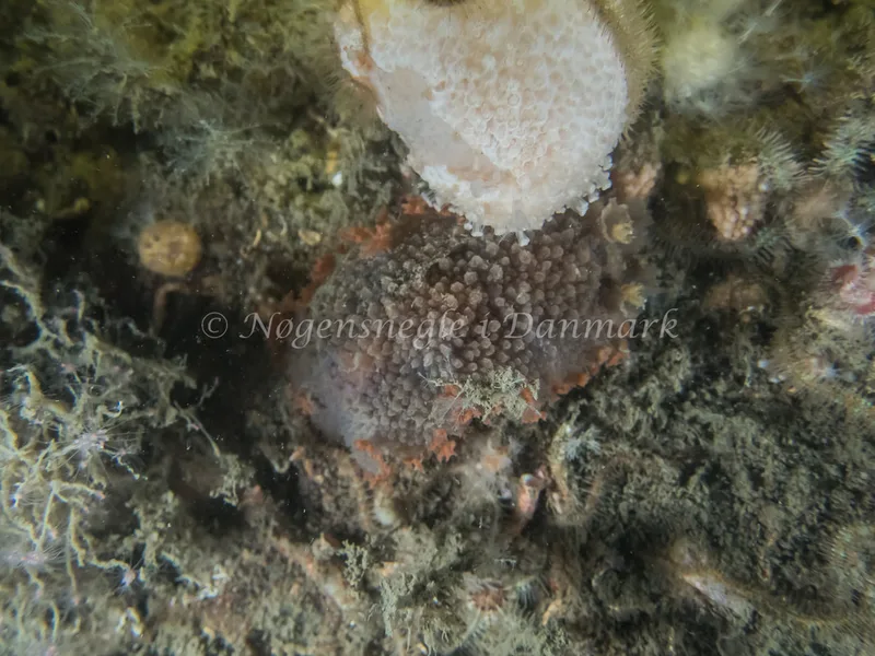 Tritonia hombergii - Taifun/Saturnus (Vrag) - Foto: Kenneth Krull
