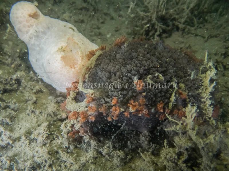 Tritonia hombergii - Taifun/Saturnus (Vrag) - Foto: Kenneth Krull