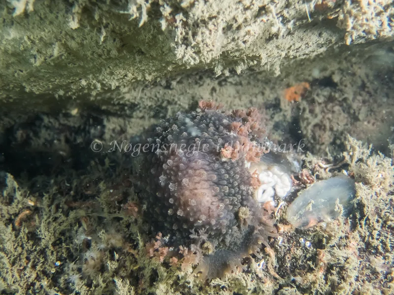 Tritonia hombergii - Taifun/Saturnus (Vrag) - Foto: Kenneth Krull