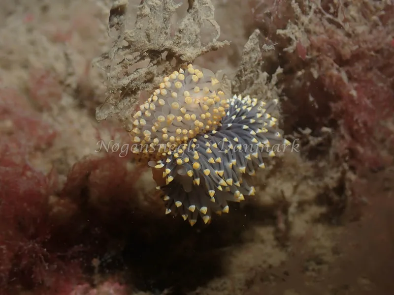 Eubranchus tricolor - Minestrygeren (Vrag) - Foto: Kenneth Krull