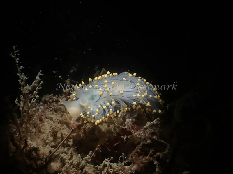 Eubranchus tricolor - Minestrygeren (Vrag) - Foto: Kenneth Krull