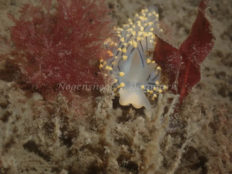Eubranchus tricolor - Minestrygeren (Vrag) - Foto: Kenneth Krull