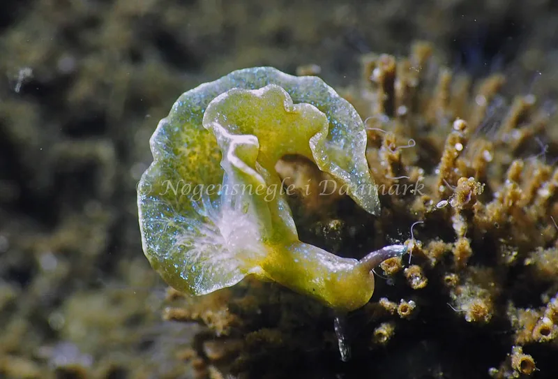 Elysia viridis - Kollund Lillestrand - Foto: Jens Egon Jørgensen
