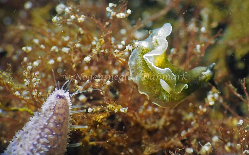 Elysia viridis - Kollund Lillestrand - Foto: Jens Egon Jørgensen
