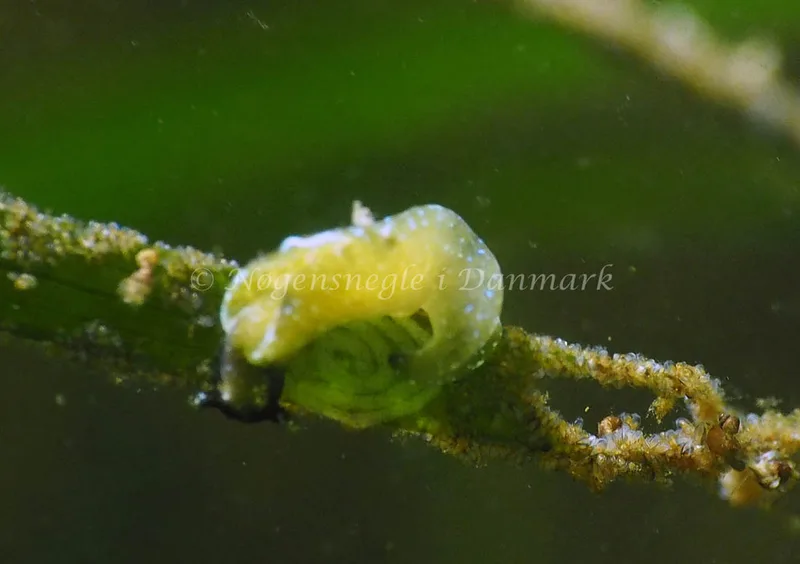 Elysia viridis - Kollund Lillestrand - Foto: Jens Egon Jørgensen