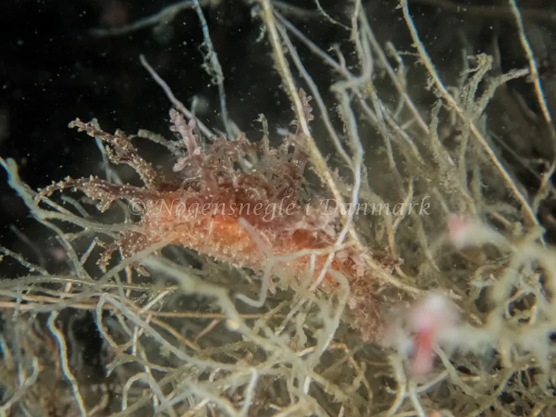 Dendronotus frondosus - Robert (Vrag) - Foto: Kenneth Krull
