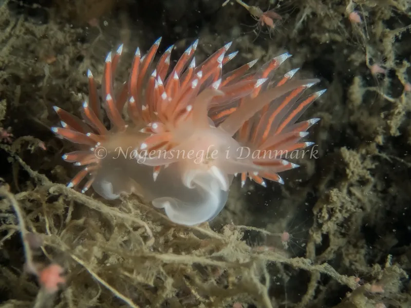 Coryphella verrucosa rufibranchialis - Robert (Vrag) - Foto: Kenneth Krull