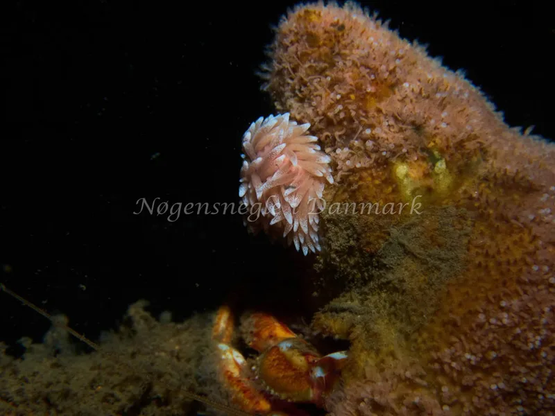 Cuthona nana - Stenfragteren (Vrag) - Foto: Kenneth Krull