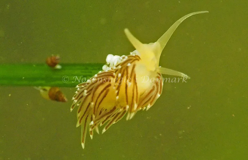 Facelina bostoniensis - Kollund Lillestrand - Foto: Jens Egon Jørgensen