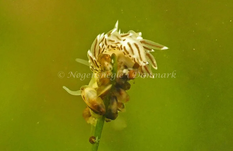 Facelina bostoniensis - Kollund Lillestrand - Foto: Jens Egon Jørgensen