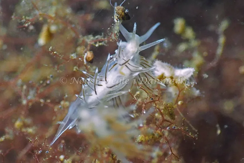Facelina bostoniensis - Kollund Lillestrand - Foto: Jens Egon Jørgensen