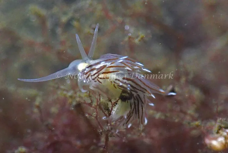 Facelina bostoniensis - Kollund Lillestrand - Foto: Jens Egon Jørgensen