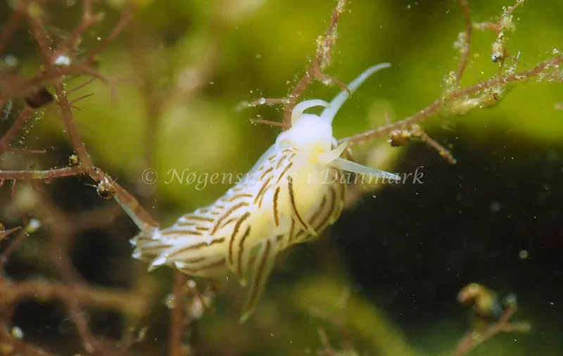 Facelina bostoniensis - Kollund Lillestrand - Foto: Jens Egon Jørgensen
