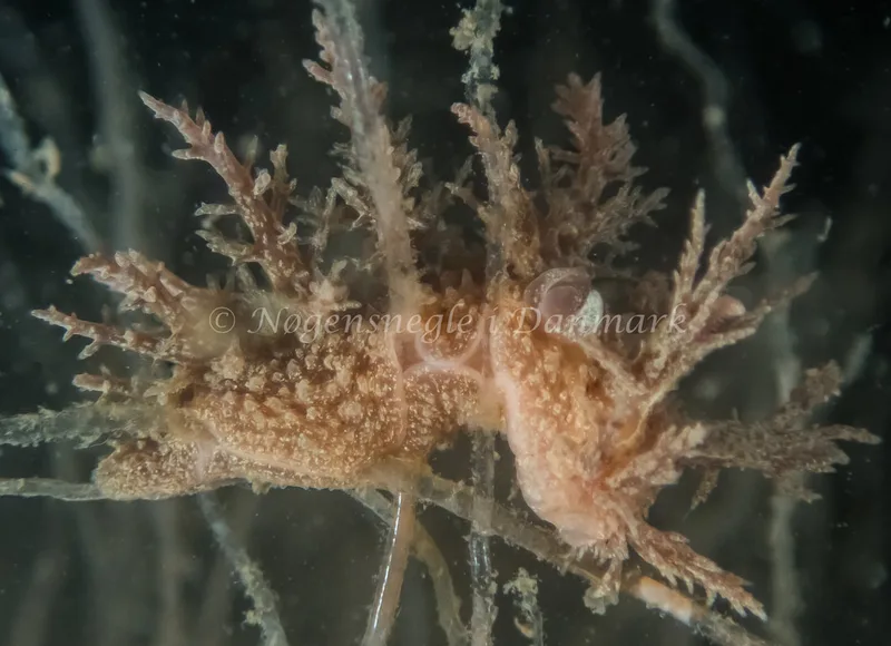 Dendronotus europaeus - Anemonevraget (Vrag) - Foto: Kenneth Krull