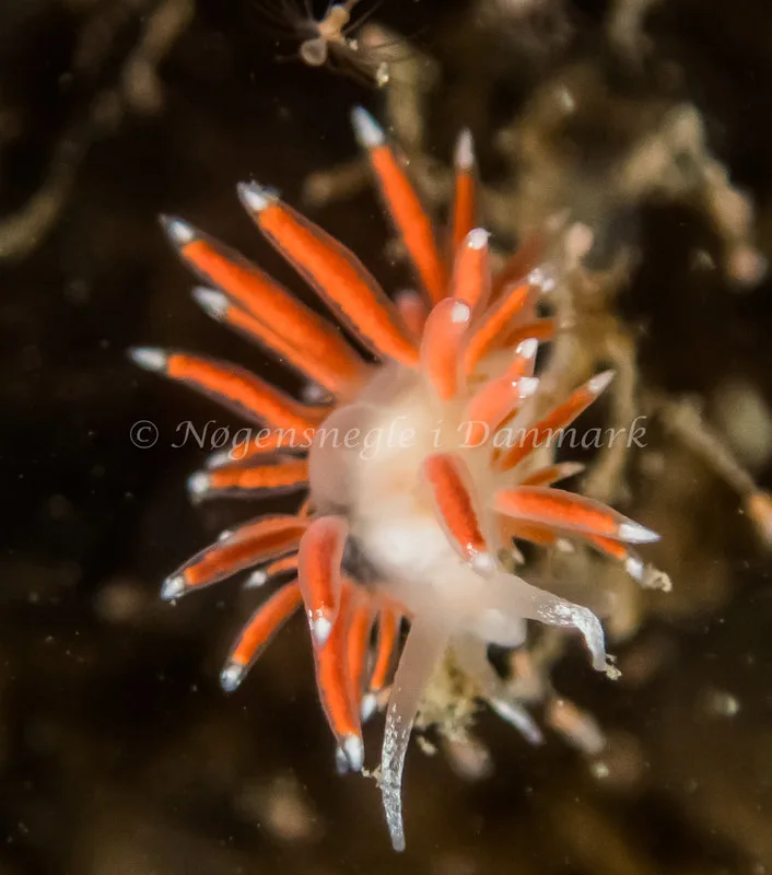 Microchlamylla gracilis - Anemonevraget (Vrag) - Foto: Kenneth Krull