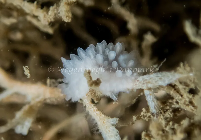 Adalaria proxima observeret ved Anemonevraget (Vrag) i Øresund