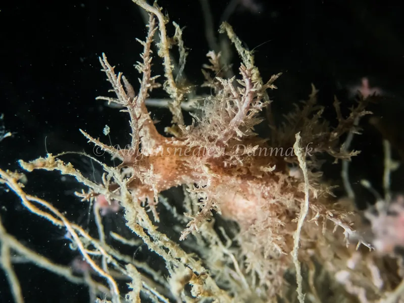 Dendronotus europaeus - Anemonevraget (Vrag) - Foto: Kenneth Krull