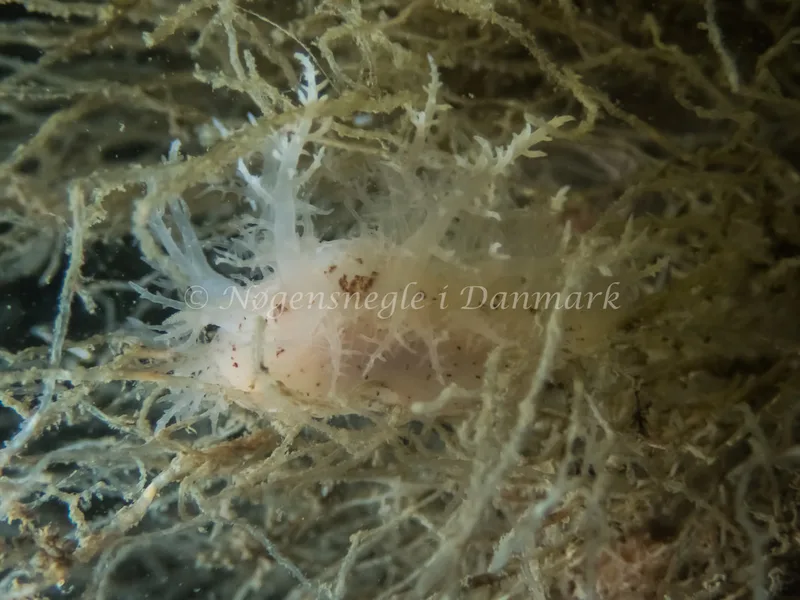 Dendronotus europaeus - Anemonevraget (Vrag) - Foto: Kenneth Krull