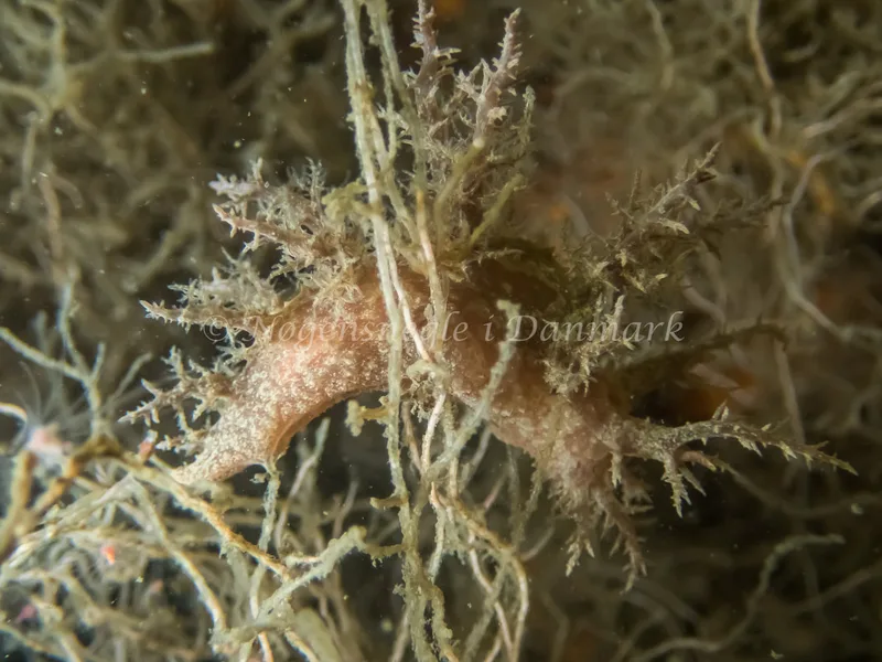 Dendronotus europaeus - Anemonevraget (Vrag) - Foto: Kenneth Krull