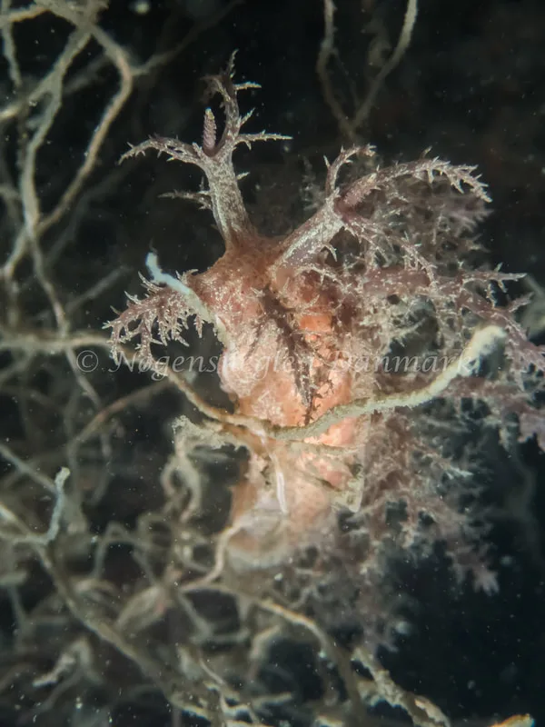 Dendronotus europaeus - Anemonevraget (Vrag) - Foto: Kenneth Krull