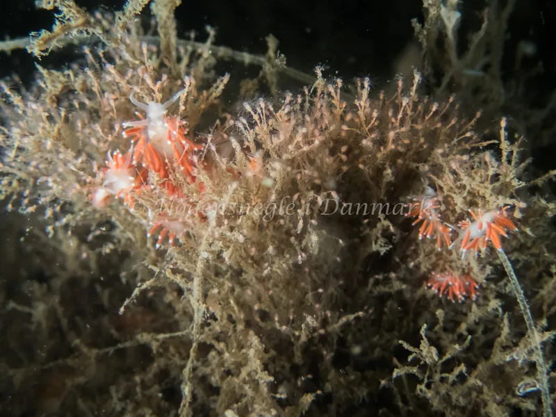 Microchlamylla gracilis - Anemonevraget (Vrag) - Foto: Kenneth Krull