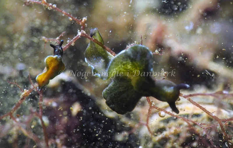 Elysia viridis - Kollund Lillestrand - Foto: Jens Egon Jørgensen