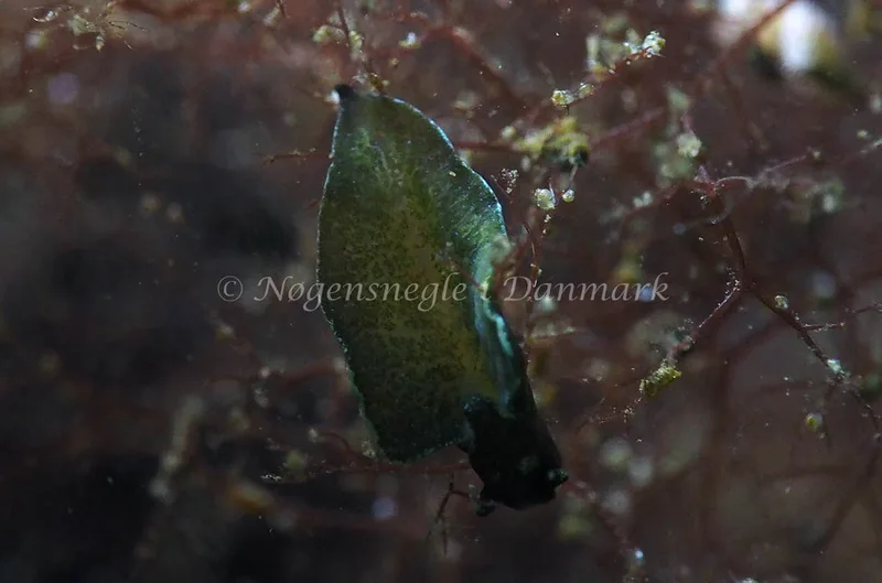 Elysia viridis - Kollund Lillestrand - Foto: Jens Egon Jørgensen