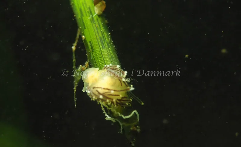Facelina bostoniensis - Kollund Lillestrand - Foto: Jens Egon Jørgensen