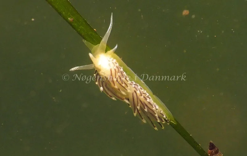 Facelina bostoniensis - Kollund Lillestrand - Foto: Jens Egon Jørgensen