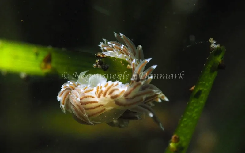 Facelina bostoniensis - Kollund Lillestrand - Foto: Jens Egon Jørgensen