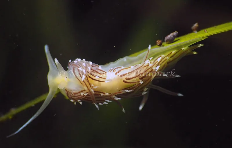 Facelina bostoniensis - Kollund Lillestrand - Foto: Jens Egon Jørgensen