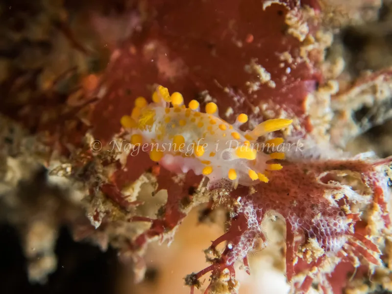 Limacia clavigera - Ossian (Vrag) - Foto: Kenneth Krull