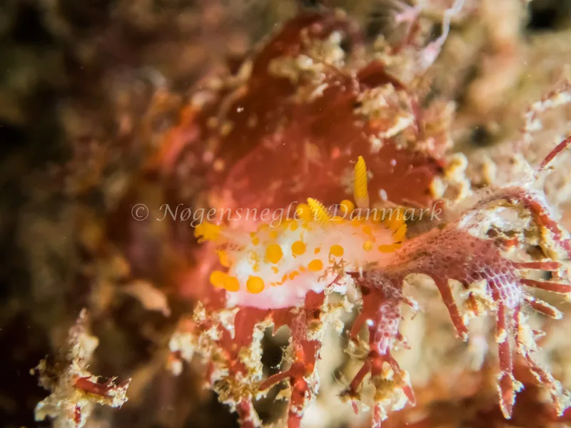 Limacia clavigera - Ossian (Vrag) - Foto: Kenneth Krull