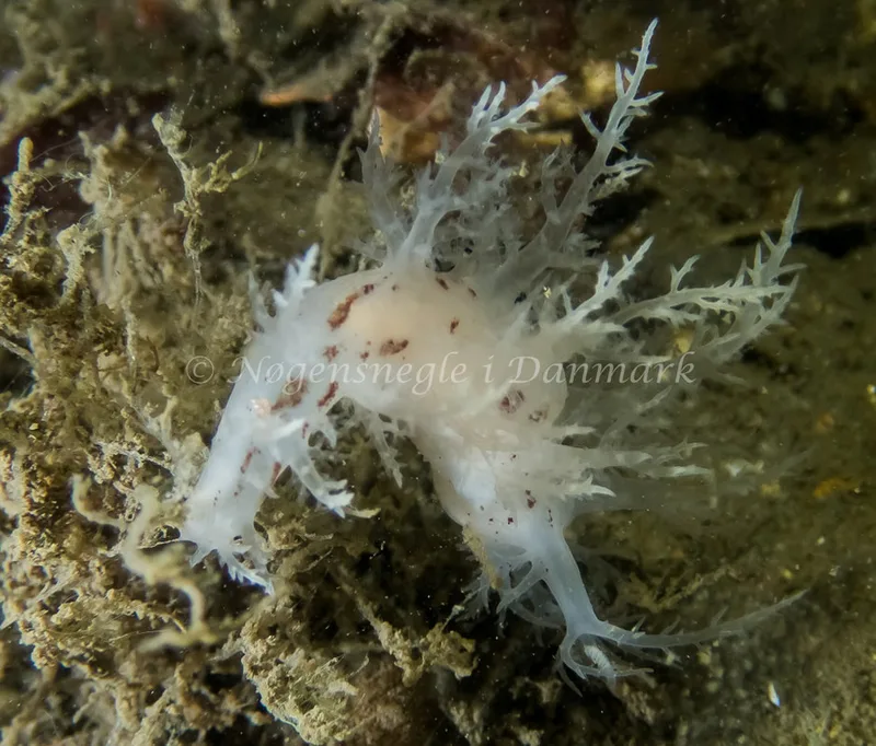Dendronotus europaeus - Anemonevraget (Vrag) - Foto: Kenneth Krull