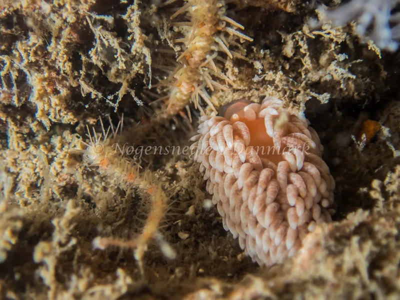 Aeolidia glauca - Anemonevraget (Vrag) - Foto: Kenneth Krull