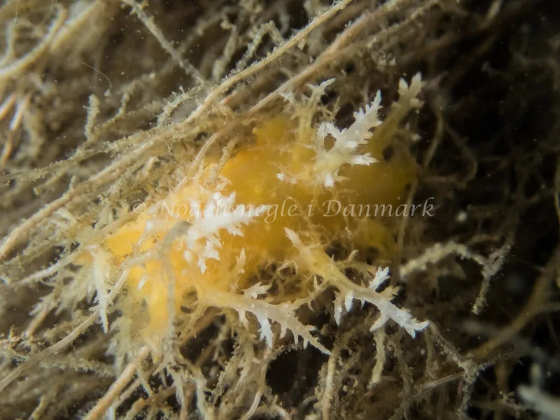 Dendronotus europaeus - Anemonevraget (Vrag) - Foto: Kenneth Krull