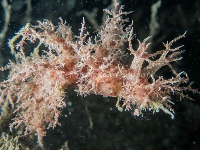 Dendronotus europaeus - Anemonevraget (Vrag) - Foto: Kenneth Krull