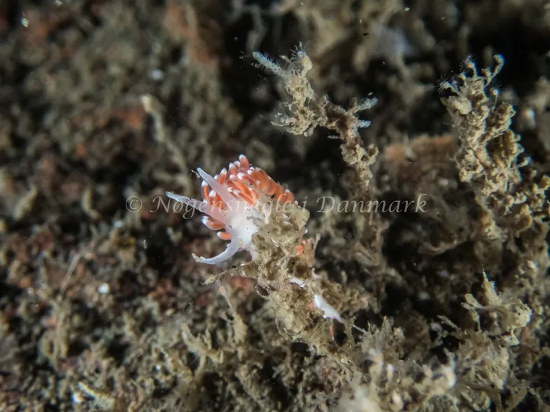 Microchlamylla gracilis - Otto S/S (Vrag) - Foto: Kenneth Krull