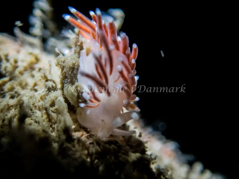Microchlamylla gracilis - Otto S/S (Vrag) - Foto: Kenneth Krull