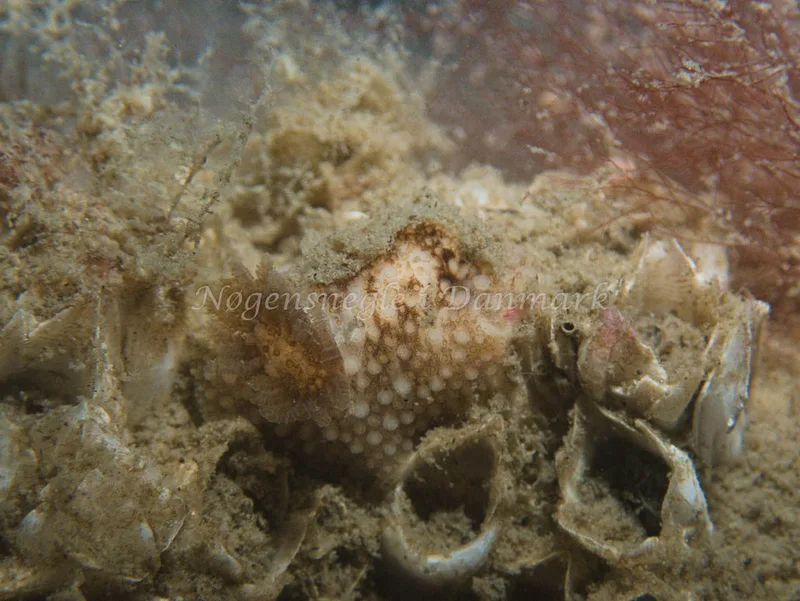 Onchidoris bilamellata - Trykkerdammen - Foto: Kenneth Krull
