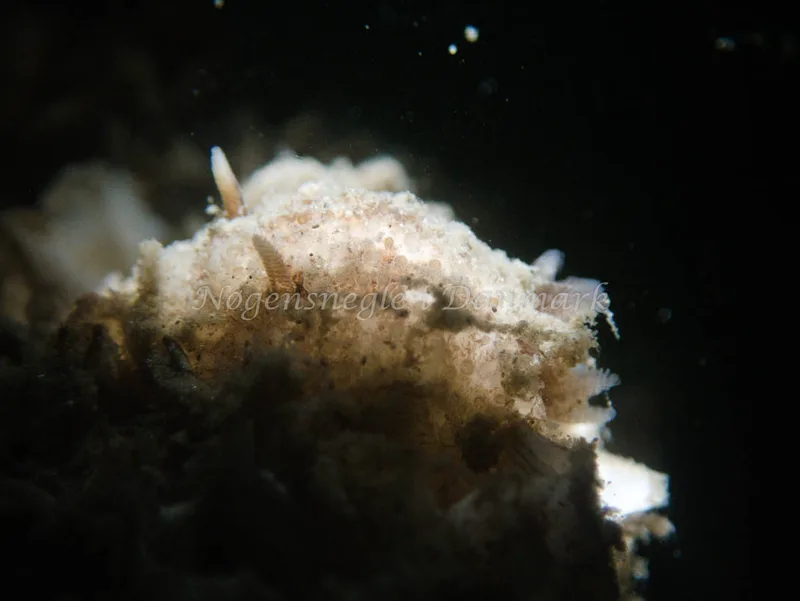 Onchidoris bilamellata - Trykkerdammen - Foto: Kenneth Krull