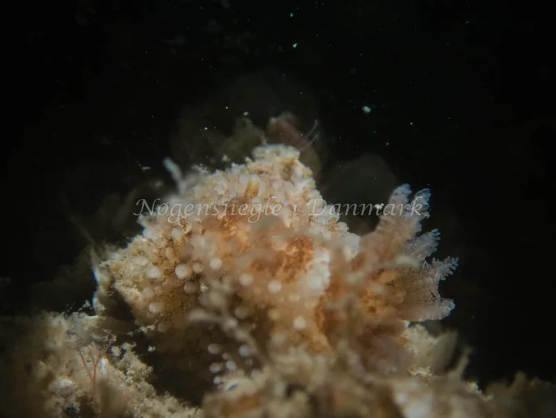 Onchidoris bilamellata - Trykkerdammen - Foto: Kenneth Krull