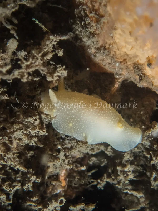 Cadlina laevis - Emil R. Retzlaff S.S. (Vrag) - Foto: Kenneth Krull
