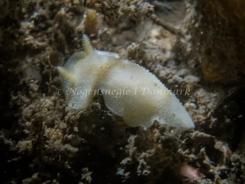 Cadlina laevis - Emil R. Retzlaff S.S. (Vrag) - Foto: Kenneth Krull